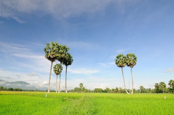 Paddy rice field in southern Vietnam — Stock Photo, Image