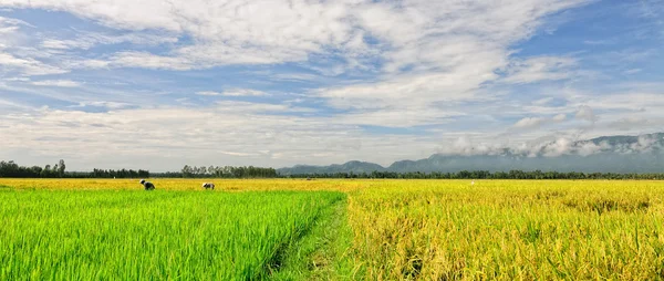 Paddy rice field in southern Vietnam — Stock Photo, Image