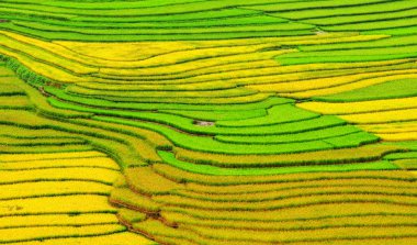 Pirinç tarlaları teraslı içinde Vietnam üzerinde