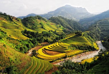 Pirinç tarlaları teraslı içinde Vietnam üzerinde
