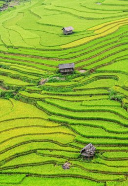 Pirinç tarlaları teraslı içinde Vietnam üzerinde