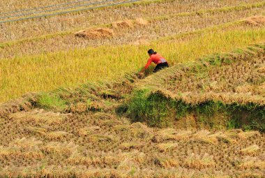 Asya çiftçiler üzerinde pirinç tarlaları teraslı