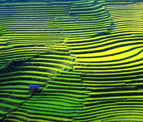 Campi di riso su terrazze in Vietnam — Foto Stock