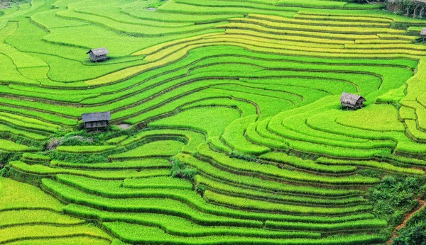 Pirinç tarlaları teraslı içinde Vietnam üzerinde