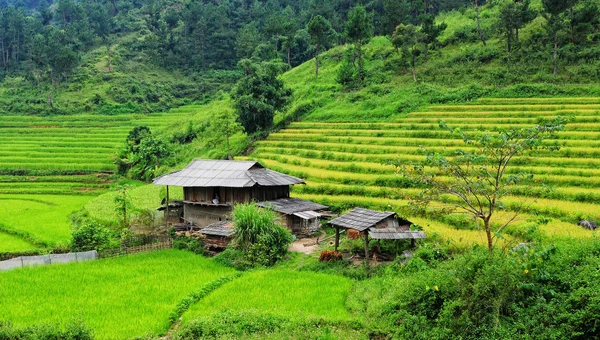 Rýžových polí na terasovité ve Vietnamu — Stock fotografie