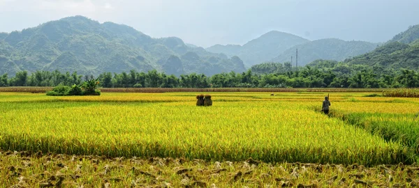 Rice fields on terraced in Vietnam — Stock Photo, Image
