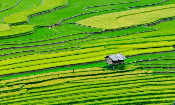 Rýžových polí na terasovité ve Vietnamu — Stock fotografie