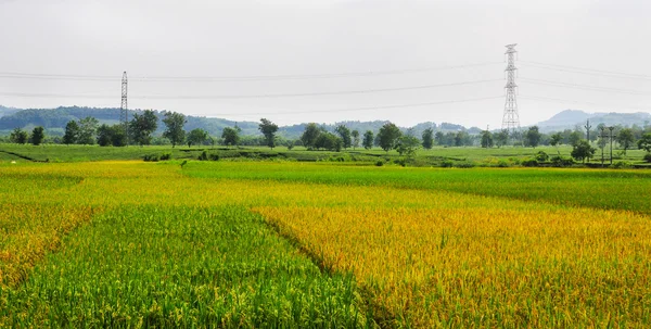 Risfälten på radhus i Vietnam — Stockfoto