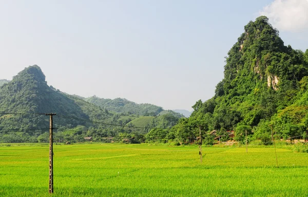 Rýžových polí na terasovité ve Vietnamu — Stock fotografie