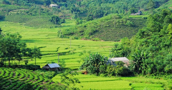 段々 になったベトナムの田んぼ — ストック写真