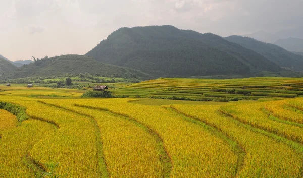 Reisfelder auf Terrassen in Vietnam — Stockfoto