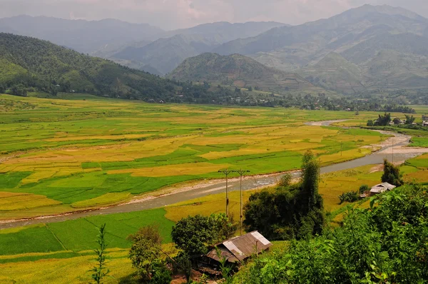 Pirinç tarlaları teraslı içinde Vietnam üzerinde — Stok fotoğraf