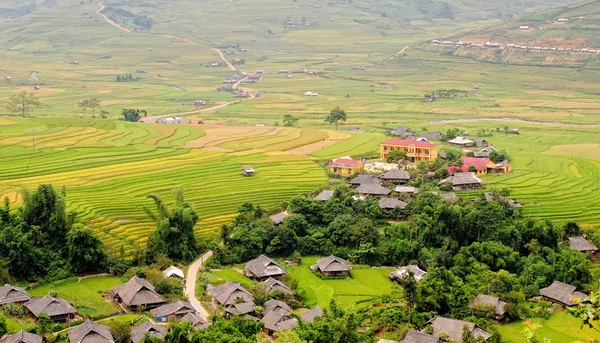 Reisfelder auf Terrassen in Vietnam — Stockfoto