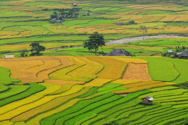 Rýžových polí na terasovité ve Vietnamu — Stock fotografie