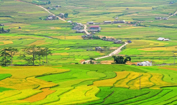 Campos de arroz en terrazas en Vietnam — Foto de Stock