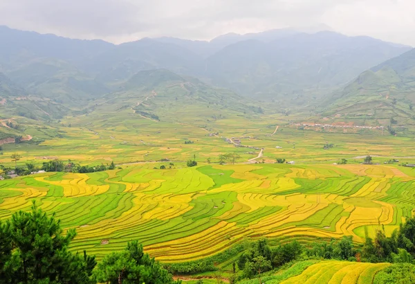 Reisfelder auf Terrassen in Vietnam — Stockfoto