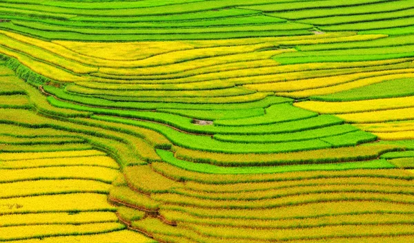 Pirinç tarlaları teraslı içinde Vietnam üzerinde