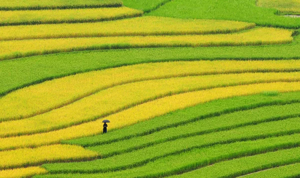 Campos de arroz em terraços no Vietnã — Fotografia de Stock