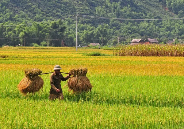 Agricultores de Asia trabajando en campos de arroz en terrazas — Foto de Stock