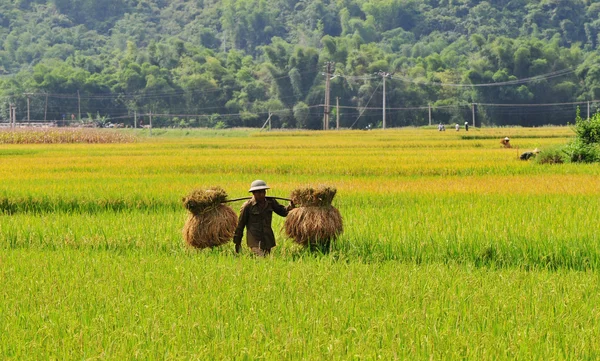 Asia farmers working on terraced rice fields — Stock Photo, Image