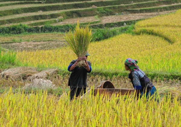 Asia boeren bezig met terrasvormige rijstvelden — Stockfoto