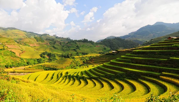 Campi di riso su terrazze in Vietnam — Foto Stock