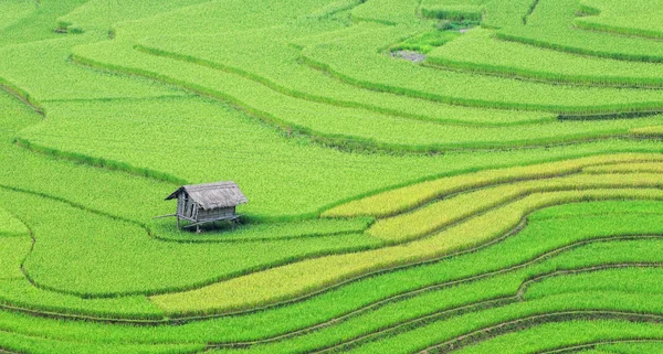 Campi di riso su terrazze in Vietnam — Foto Stock