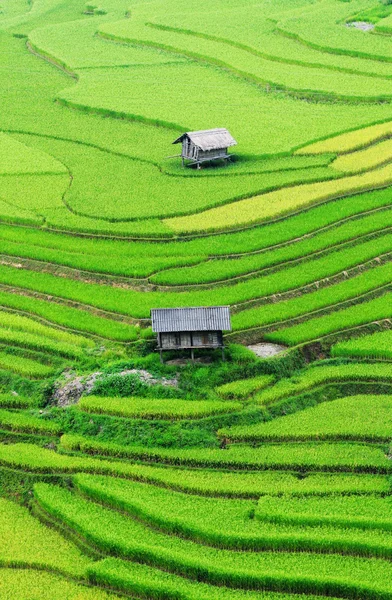 Campos de arroz em terraços no Vietnã — Fotografia de Stock