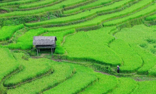 Pól ryżowych na tarasowych w Wietnamie — Zdjęcie stockowe