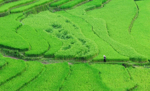 Pirinç tarlaları teraslı içinde Vietnam üzerinde — Stok fotoğraf