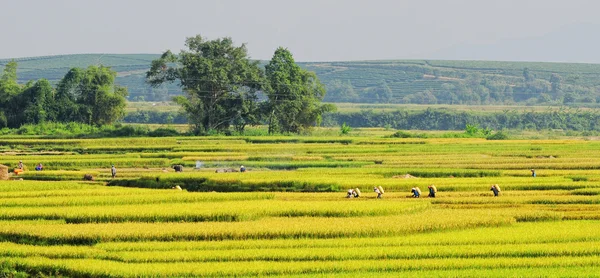 Reisfelder auf Terrassen in Vietnam — Stockfoto
