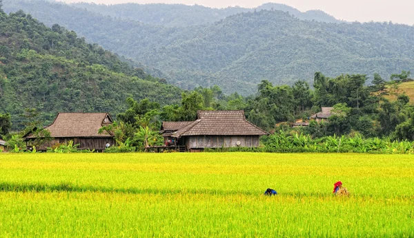 Pirinç tarlaları teraslı içinde Vietnam üzerinde — Stok fotoğraf