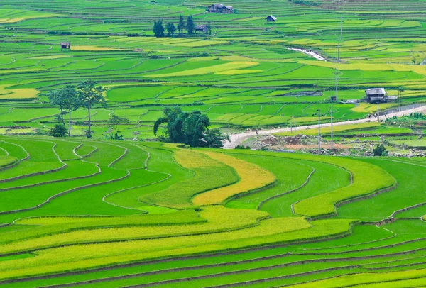 Campos de arroz en terrazas en Vietnam — Foto de Stock