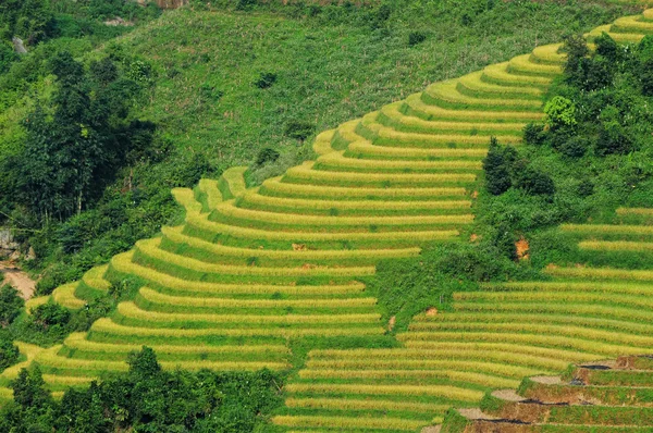 Campos de arroz em terraços no Vietnã — Fotografia de Stock