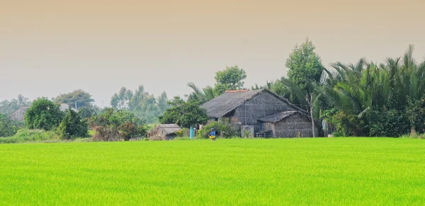 Rice fields on terraced in Vietnam — Stock Photo, Image