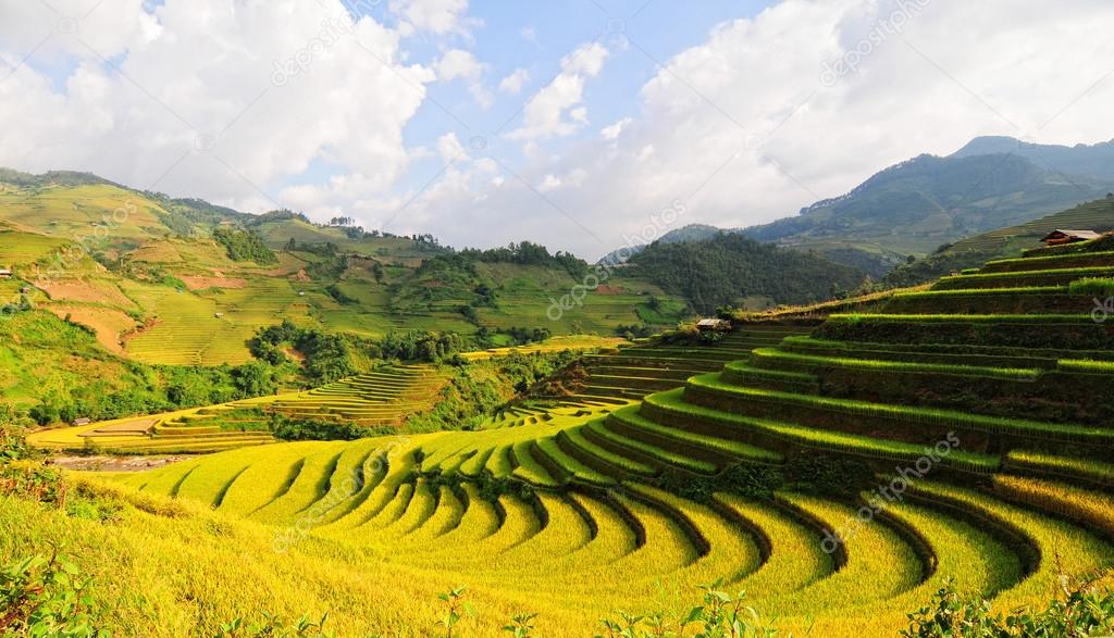 Rice fields on terraced in Vietnam