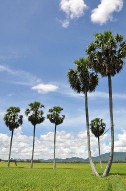 Çeltik pirinç alan Güney Vietnam