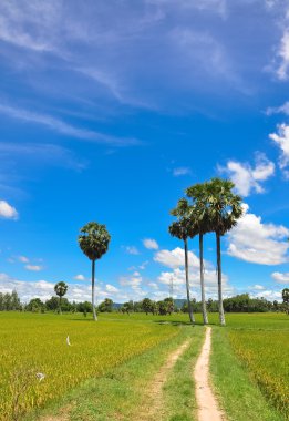 Çeltik pirinç alan Güney Vietnam