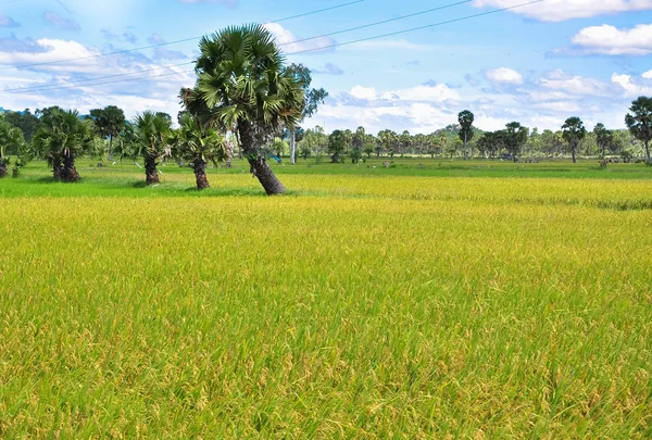 Ris risfält i södra Vietnam — Stockfoto