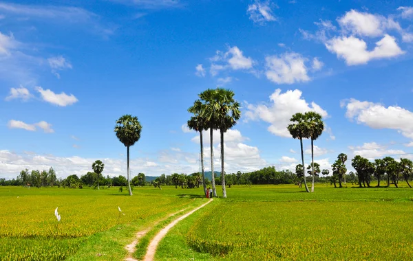 Campo de arroz paddy no sul do Vietnã — Fotografia de Stock