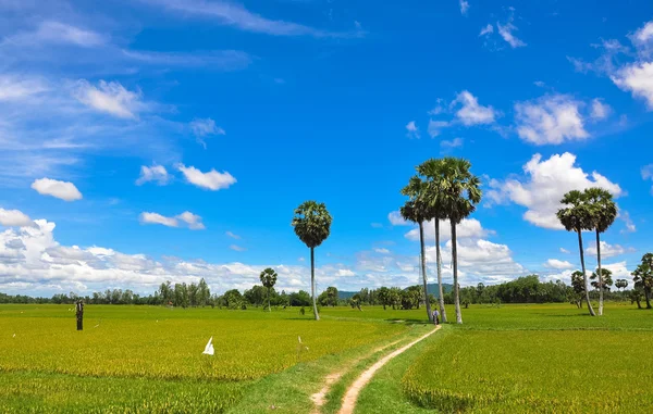 Paddy rice field in southern Vietnam — Stock Photo, Image