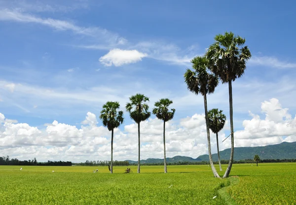 Campo de arroz paddy no sul do Vietnã — Fotografia de Stock