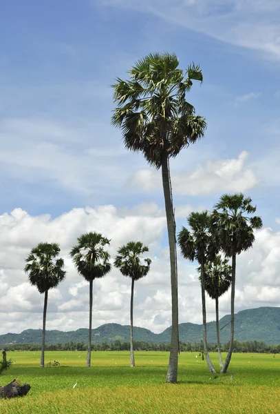 Paddy rice field in southern Vietnam — Stock Photo, Image