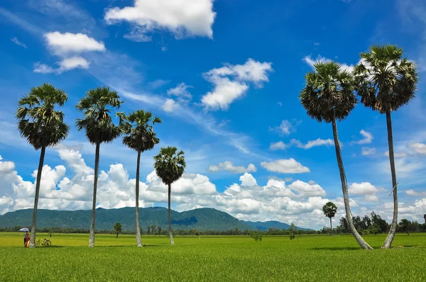 Campo de arroz paddy no sul do Vietnã — Fotografia de Stock