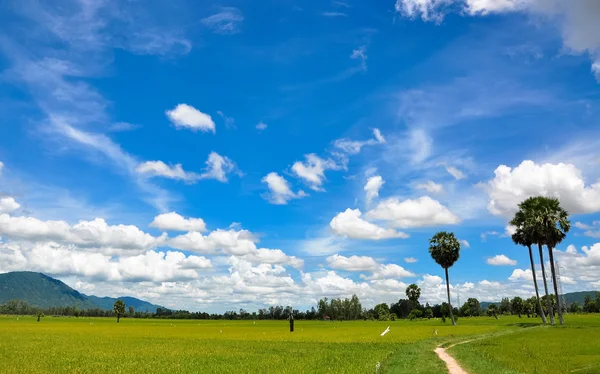 Campo de arroz paddy no sul do Vietnã — Fotografia de Stock