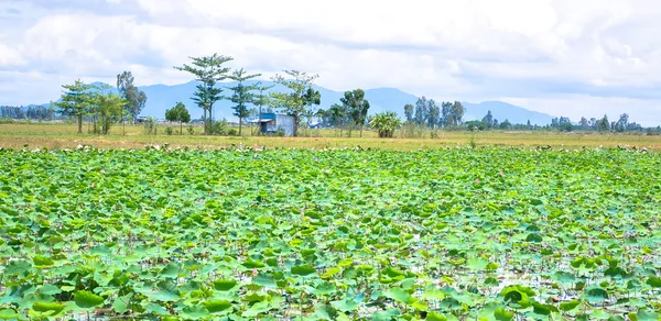 Campos de lótus — Fotografia de Stock