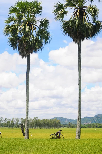 Campo de arroz paddy no sul do Vietnã — Fotografia de Stock