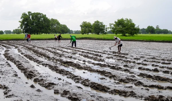 Farmers plowing the rice fields — Stock Photo, Image