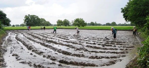 Farmers plowing the rice fields — Stock Photo, Image