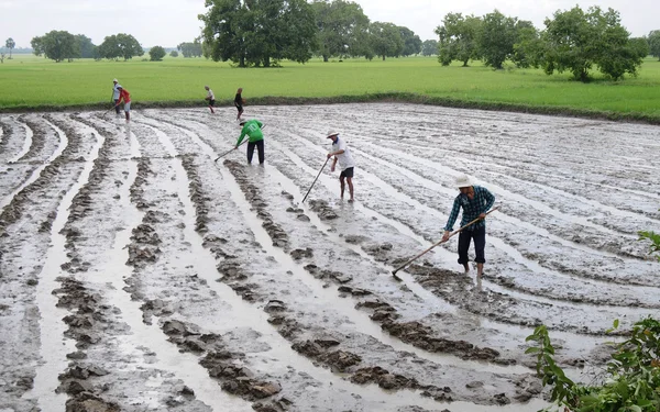 Farmers plowing the rice fields — Stock Photo, Image